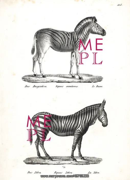 : Plains zebra and mountain zebra : Plains zebra and mountain zebra