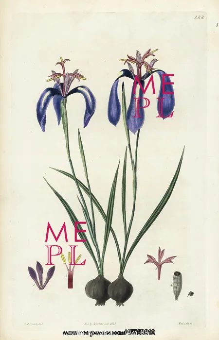 : Plaited-leaved herbertia, Herbertia pulchella : Plaited-leaved herbertia, Herbertia pulchella