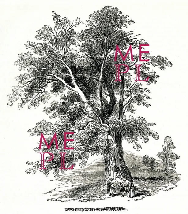  : Plane tree, Platanus orientalis