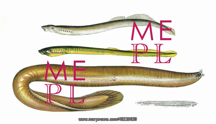 : Planer's and Mud Lamprey, Borer and Lancelet : Planer's and Mud Lamprey, Borer and Lancelet