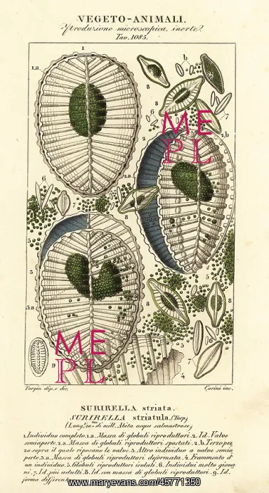 : Plankton, Surirella striatula : Plankton, Surirella striatula