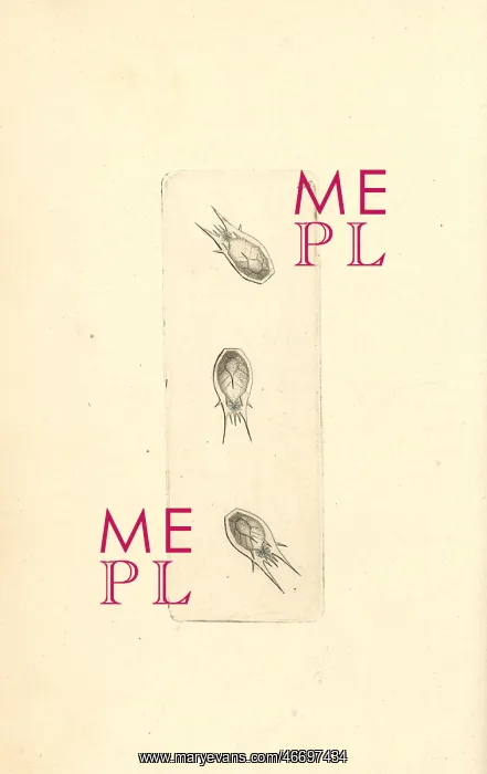 : Plankton, Thalia democratica : Plankton, Thalia democratica