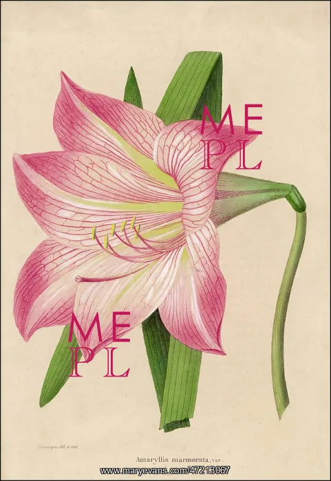  : Plant - Amaryllis Marmorata