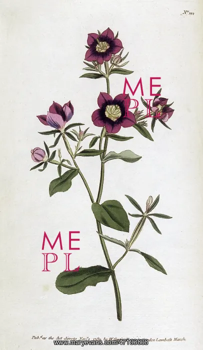  : Plant - Campanula Speculum