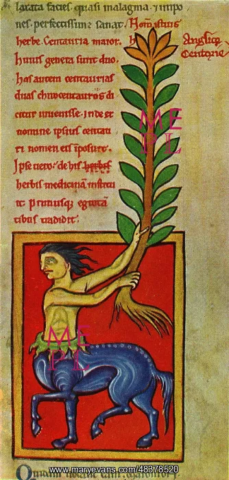  : A plant of Centaury from a 13th century Anglo-Norman