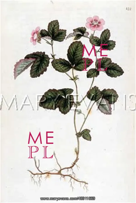 : PLANT / DWARF BRAMBLE 1790