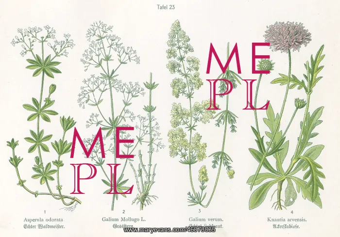 : Four plant and flower illustrations : Four plant and flower illustrations