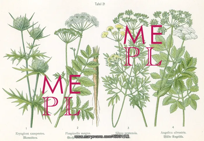 : Four plant and flower illustrations : Four plant and flower illustrations