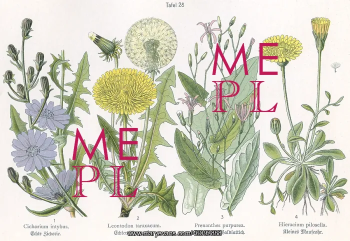 : Four plant and flower illustrations : Four plant and flower illustrations