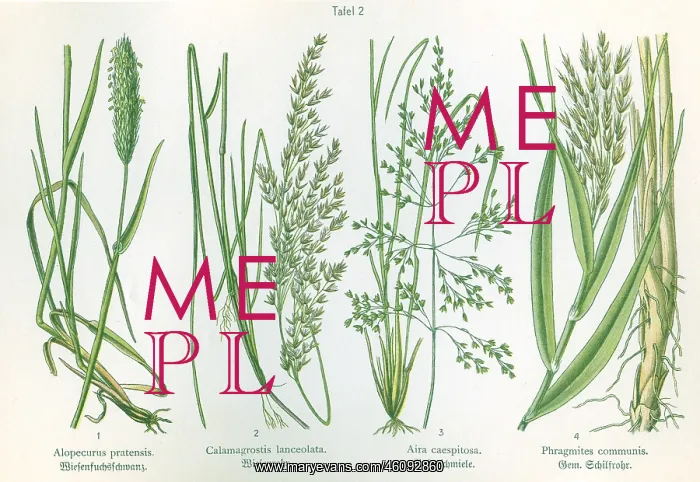 : Four plant and flower illustrations : Four plant and flower illustrations