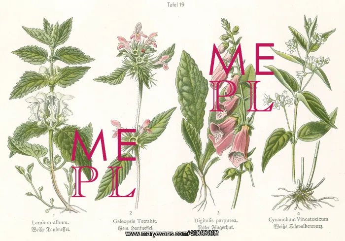 : Four plant and flower illustrations : Four plant and flower illustrations