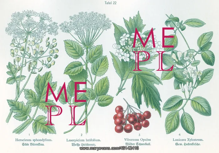 : Four plant and flower illustrations : Four plant and flower illustrations