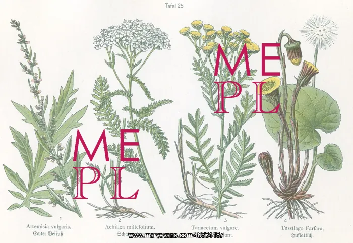 : Four plant and flower illustrations : Four plant and flower illustrations