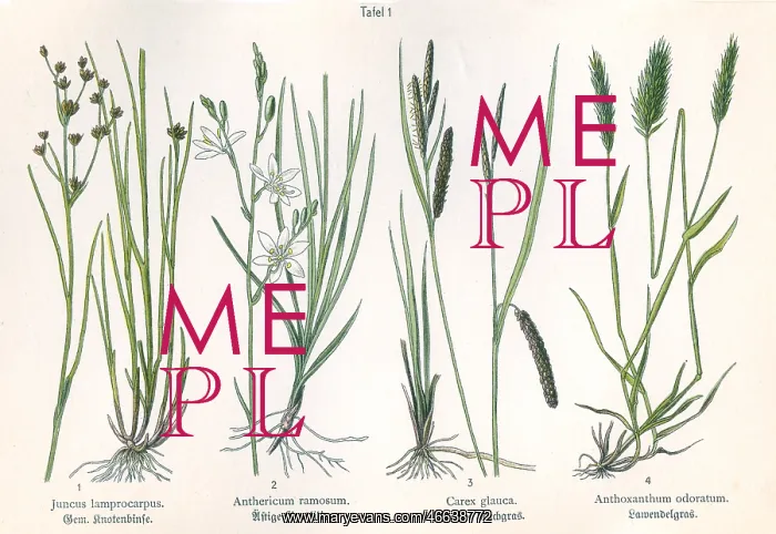 : Four plant and flower illustrations : Four plant and flower illustrations