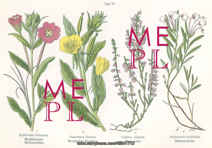 : Four plant and flower illustrations : Four plant and flower illustrations