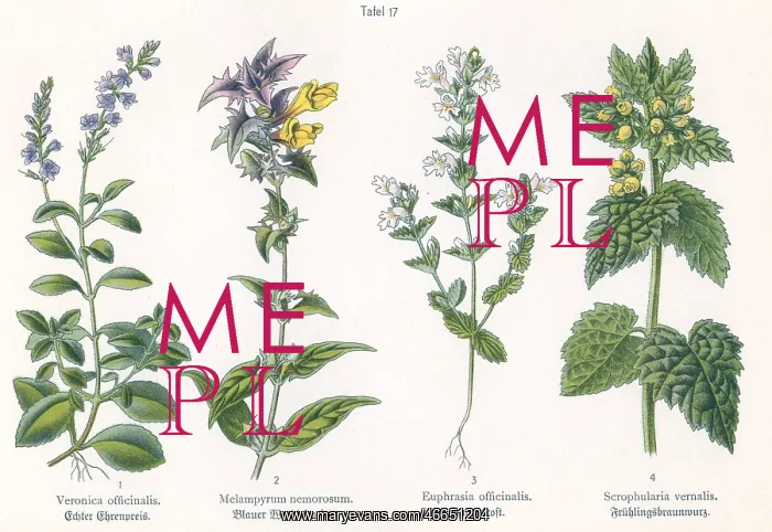 : Four plant and flower illustrations : Four plant and flower illustrations