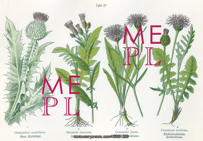 : Four plant and flower illustrations : Four plant and flower illustrations