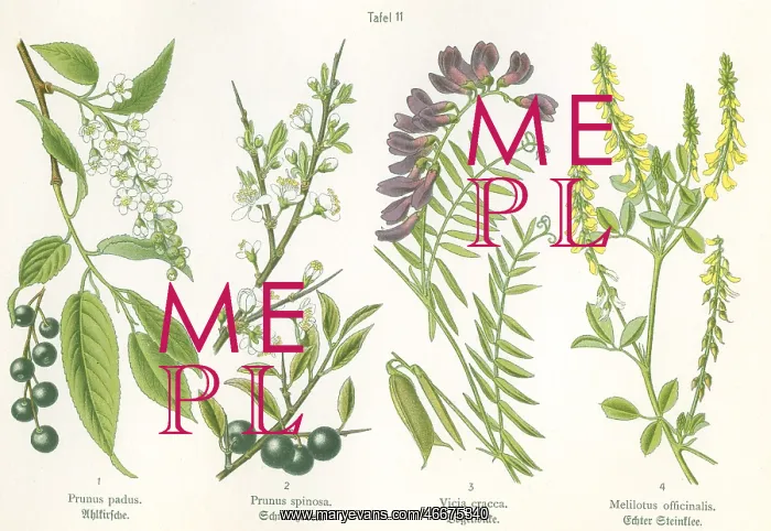 : Four plant and flower illustrations : Four plant and flower illustrations