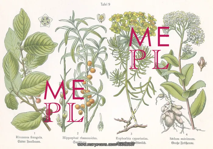 : Four plant and flower illustrations : Four plant and flower illustrations