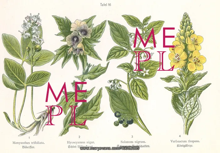 : Four plant and flower illustrations : Four plant and flower illustrations