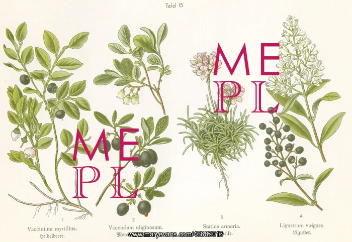 : Four plant and flower illustrations : Four plant and flower illustrations