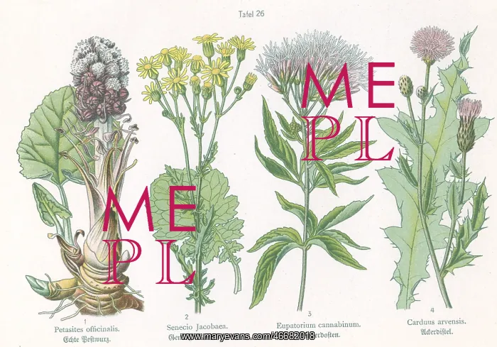 : Four plant and flower illustrations : Four plant and flower illustrations