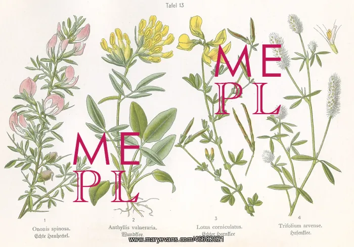  : Four plant and flower illustrations