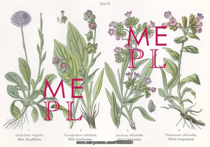 : Four plant and flower illustrations : Four plant and flower illustrations