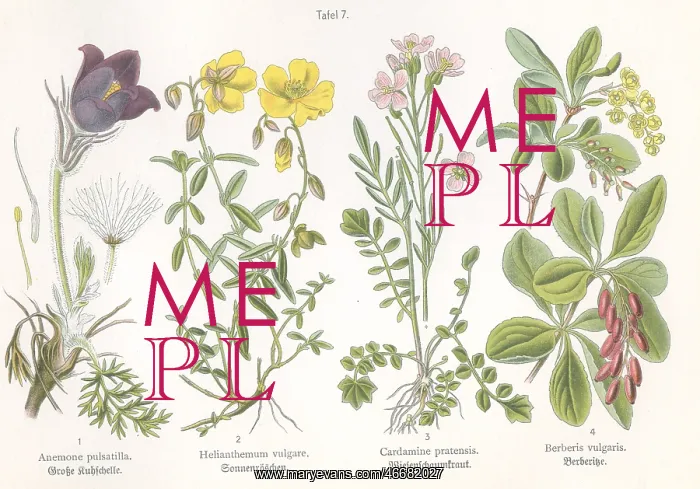 : Four plant and flower illustrations : Four plant and flower illustrations