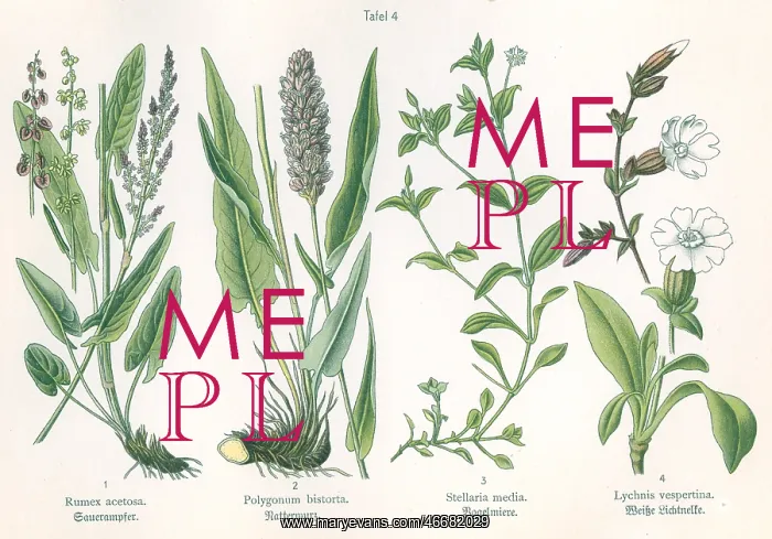 : Four plant and flower illustrations : Four plant and flower illustrations