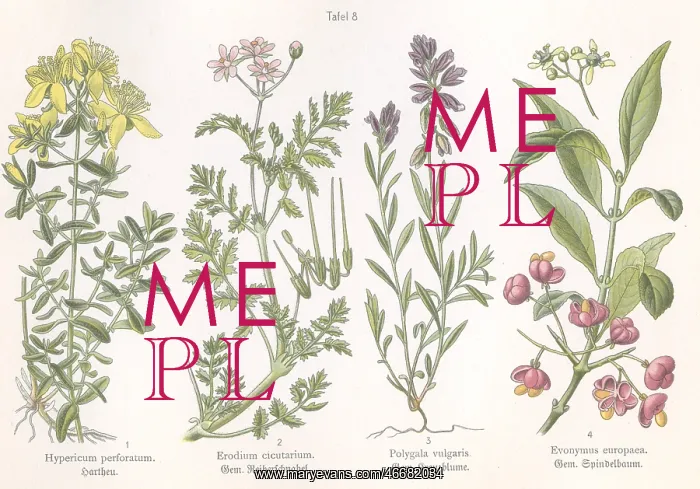 : Four plant and flower illustrations : Four plant and flower illustrations