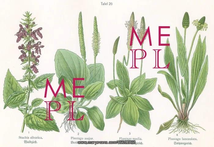 : Four plant and flower illustrations : Four plant and flower illustrations