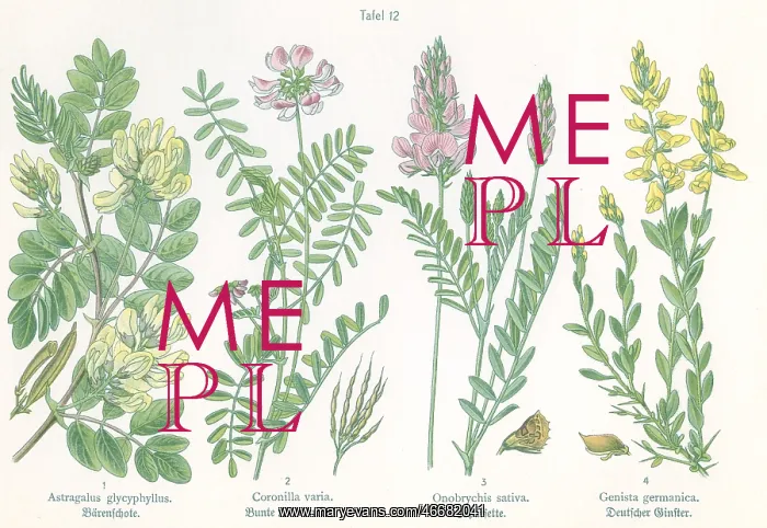 : Four plant and flower illustrations : Four plant and flower illustrations