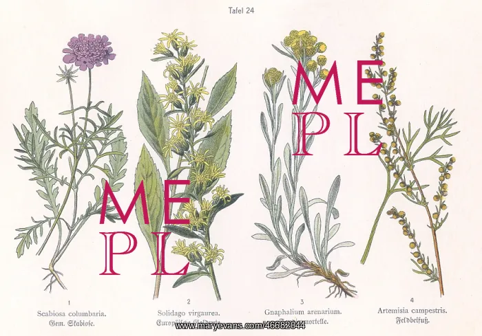 : Four plant and flower illustrations : Four plant and flower illustrations
