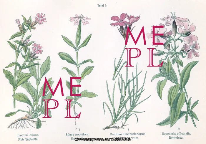: Four plant and flower illustrations : Four plant and flower illustrations