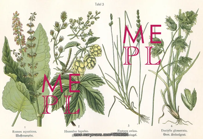 : Four plant and flower illustrations : Four plant and flower illustrations