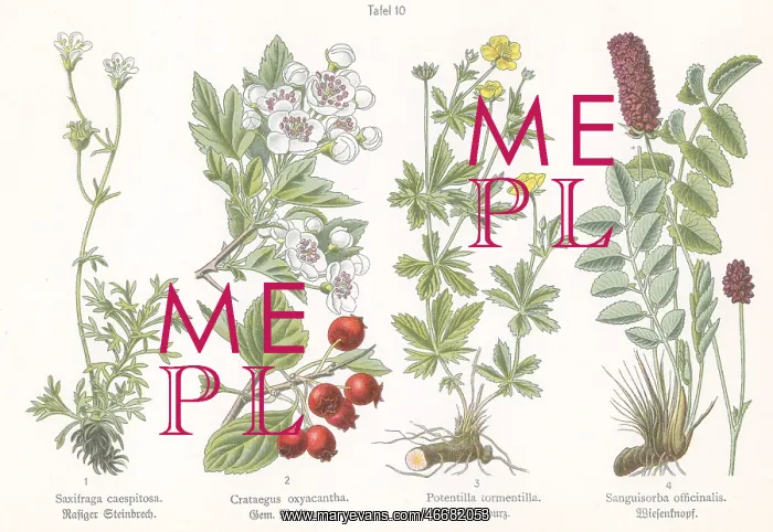 : Four plant and flower illustrations : Four plant and flower illustrations