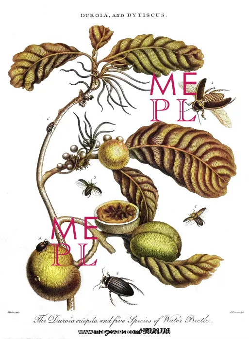 : PLANT, FRUIT & INSECTS : PLANT, FRUIT & INSECTS