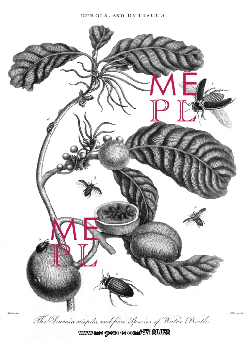 : PLANT, FRUIT & INSECTS : PLANT, FRUIT & INSECTS