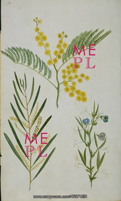 : Plant Illustration : Plant Illustration