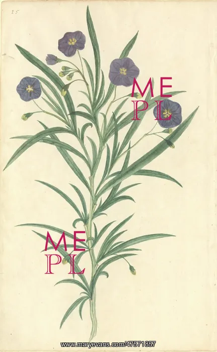 : Plant Illustration : Plant Illustration