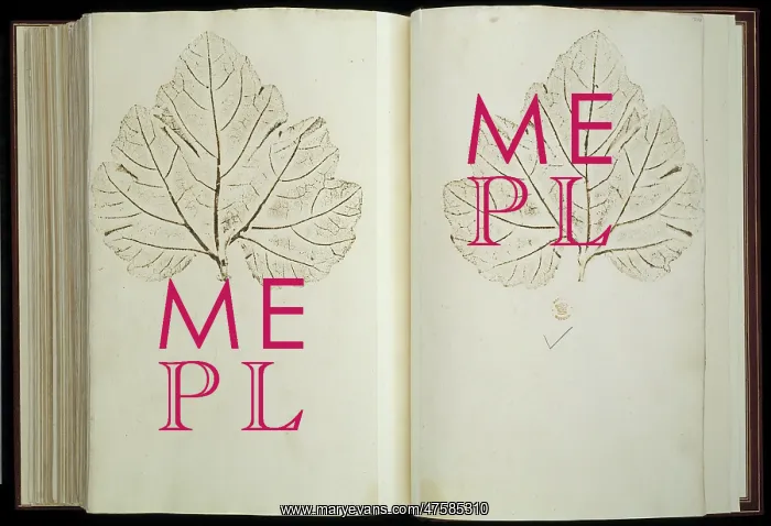 : Plant Illustration : Plant Illustration