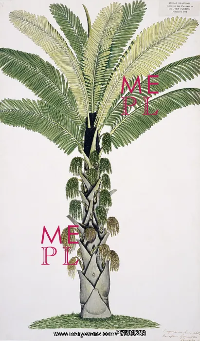 : Plant Illustration : Plant Illustration