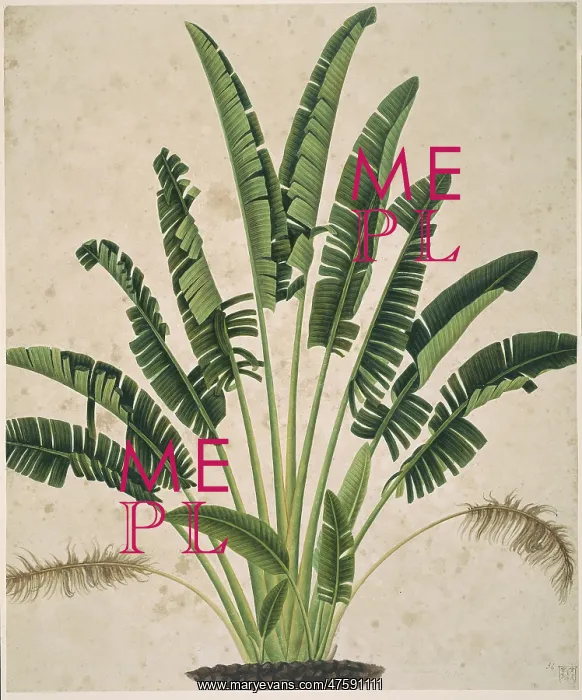 : Plant Illustration : Plant Illustration