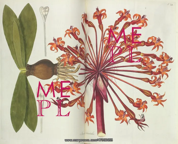 : Plant illustration : Plant illustration