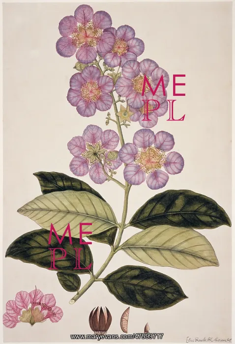 : Plant Illustration : Plant Illustration