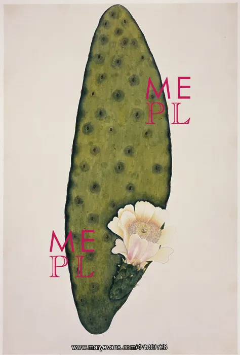 : Plant Illustration : Plant Illustration