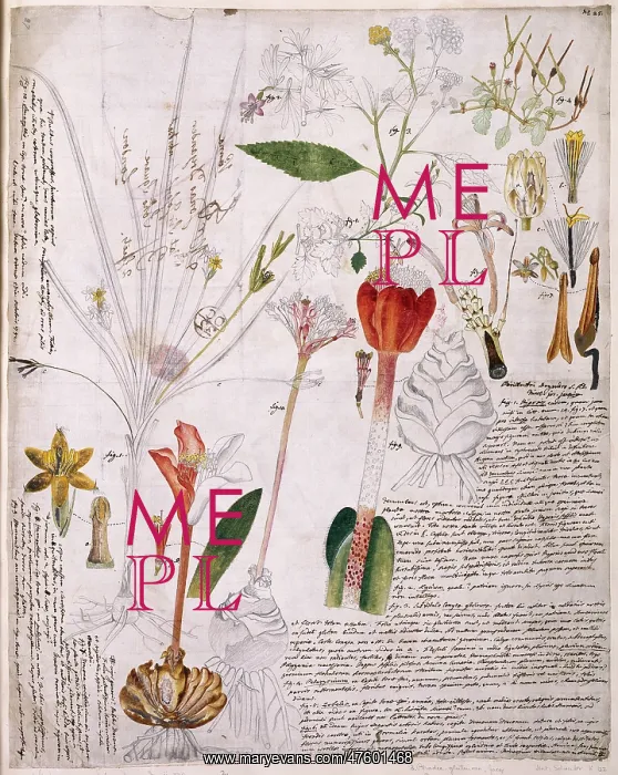 : Plant Illustration : Plant Illustration