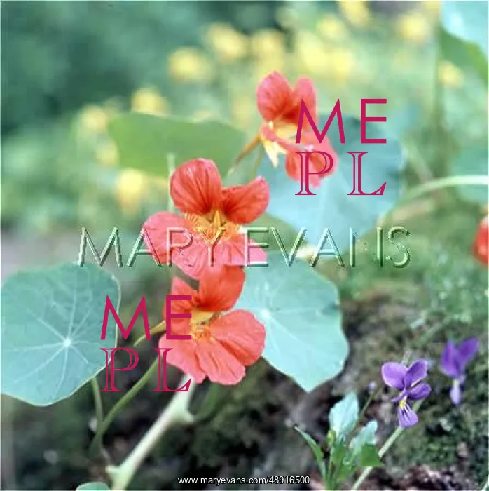  : PLANT / NASTURTIUM
