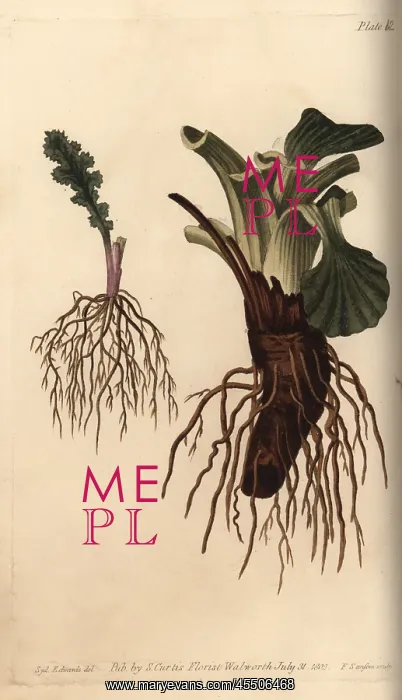 : Plant roots: fibrous root of groundsel Senecio : Plant roots: fibrous root of groundsel Senecio
